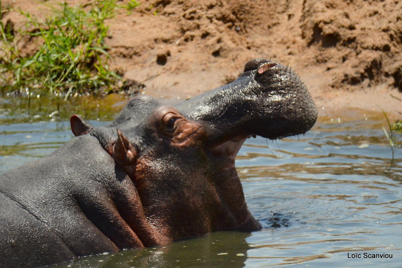 Hippopotame/Hippopotamus (13)