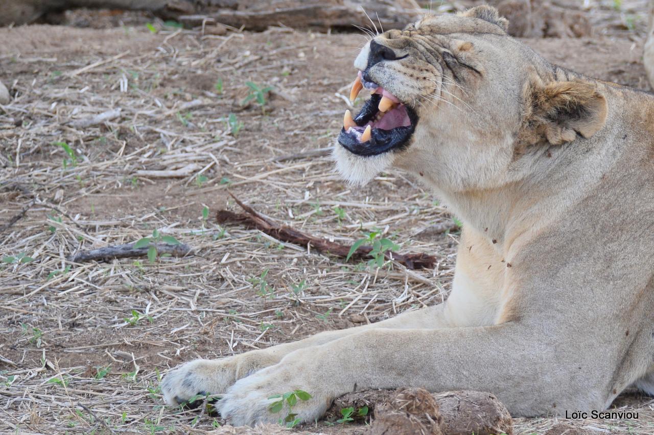 Lion (77)
