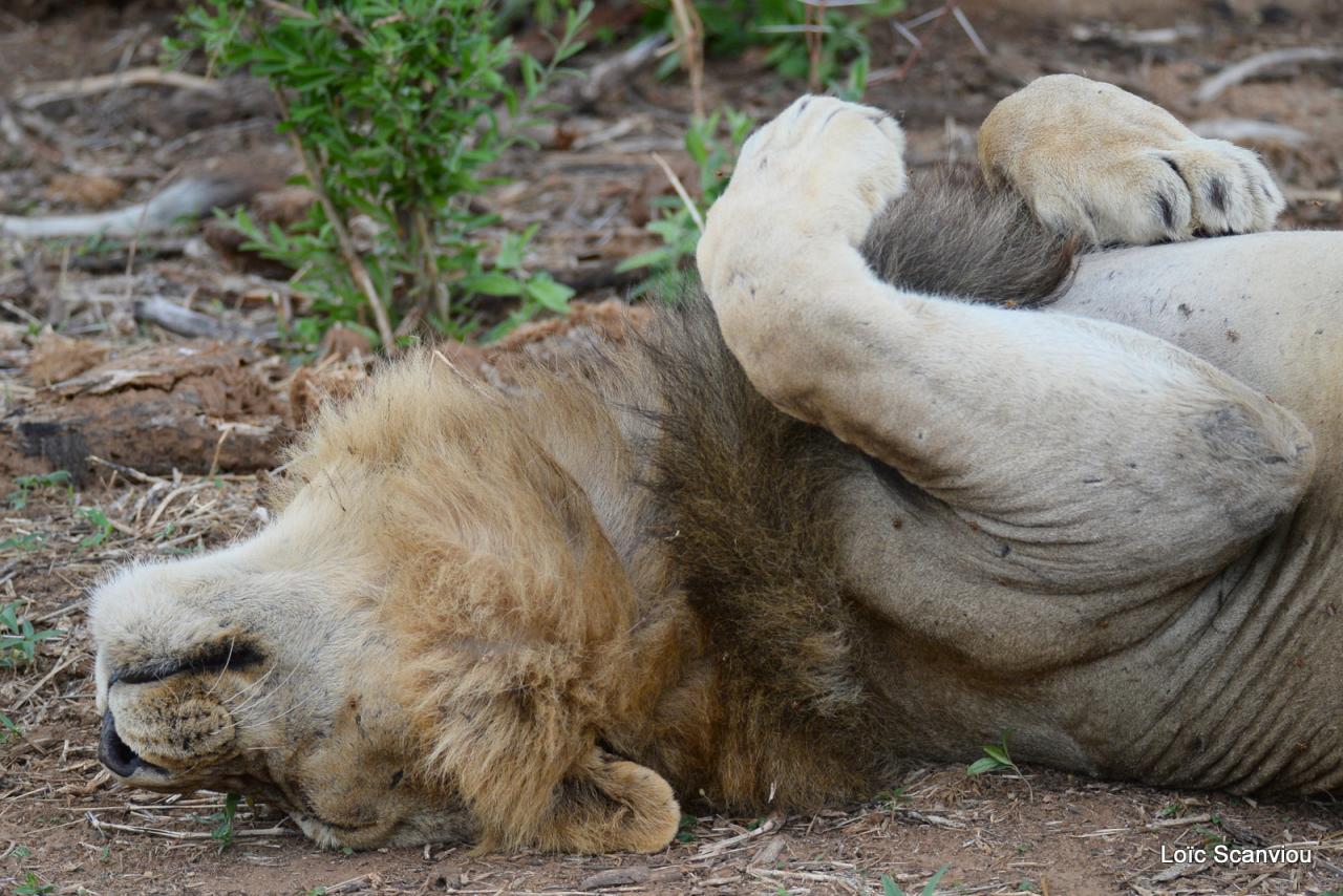 Lion (78)