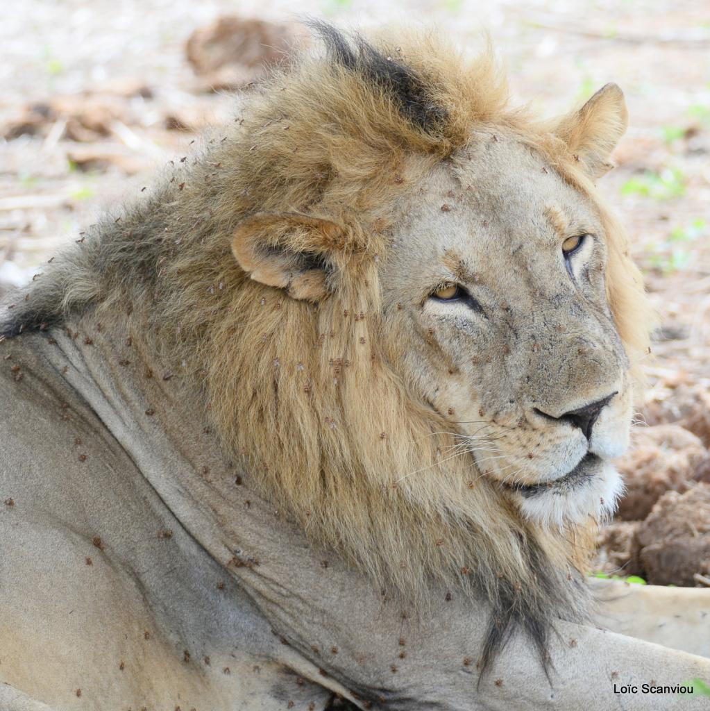 Lion (79)