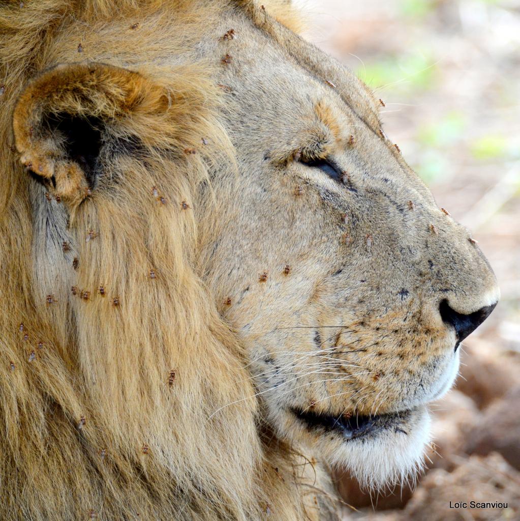 Lion (80)