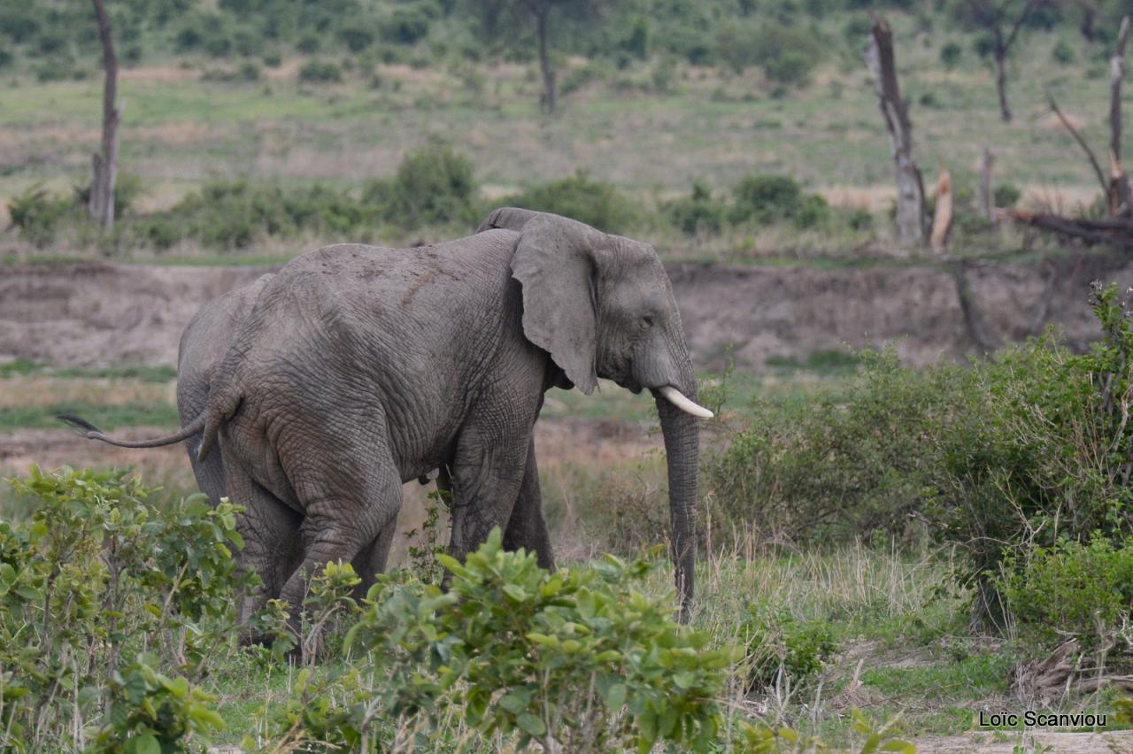 Eléphant (115)