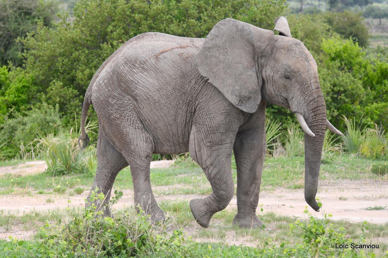 Eléphant (116)