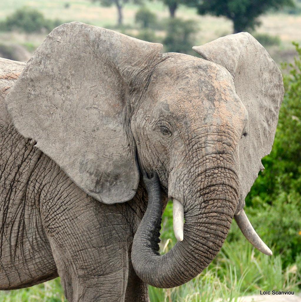 Eléphant (117)