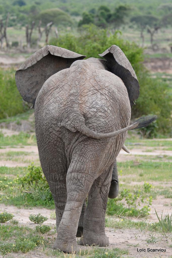 Eléphant (118)