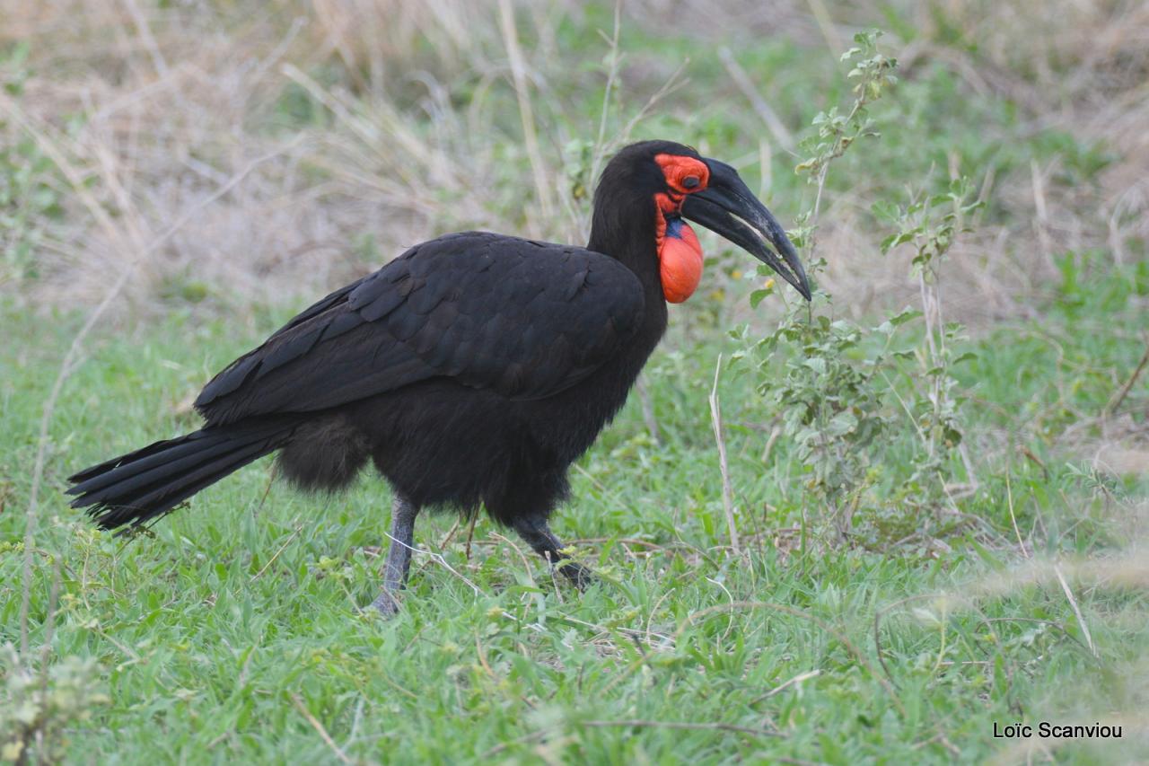 Bucorve du Sud/Ground Hornbill (1)