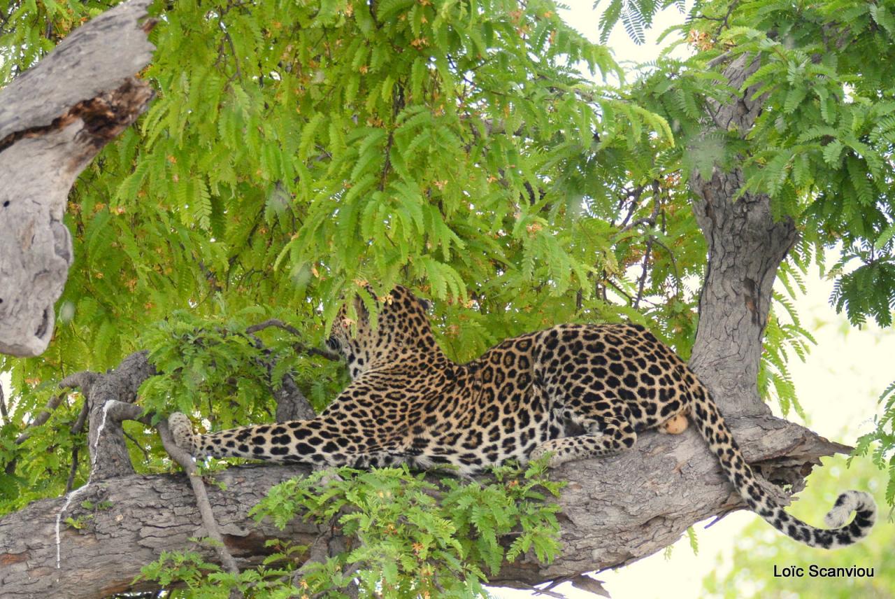 Léopard dans un arbre (17)