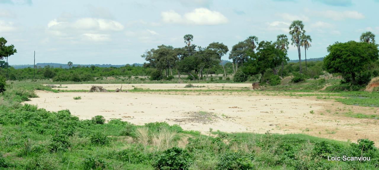 Ruaha (24)