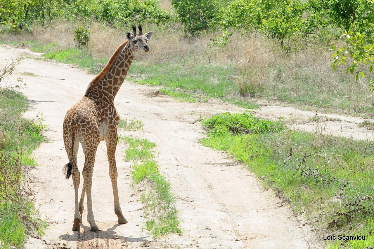 Girafe/Giraffe (13)