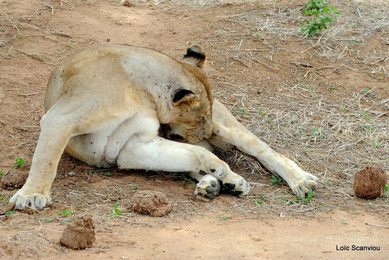 Lion (81)