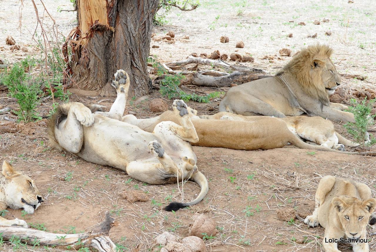 Lion (82)