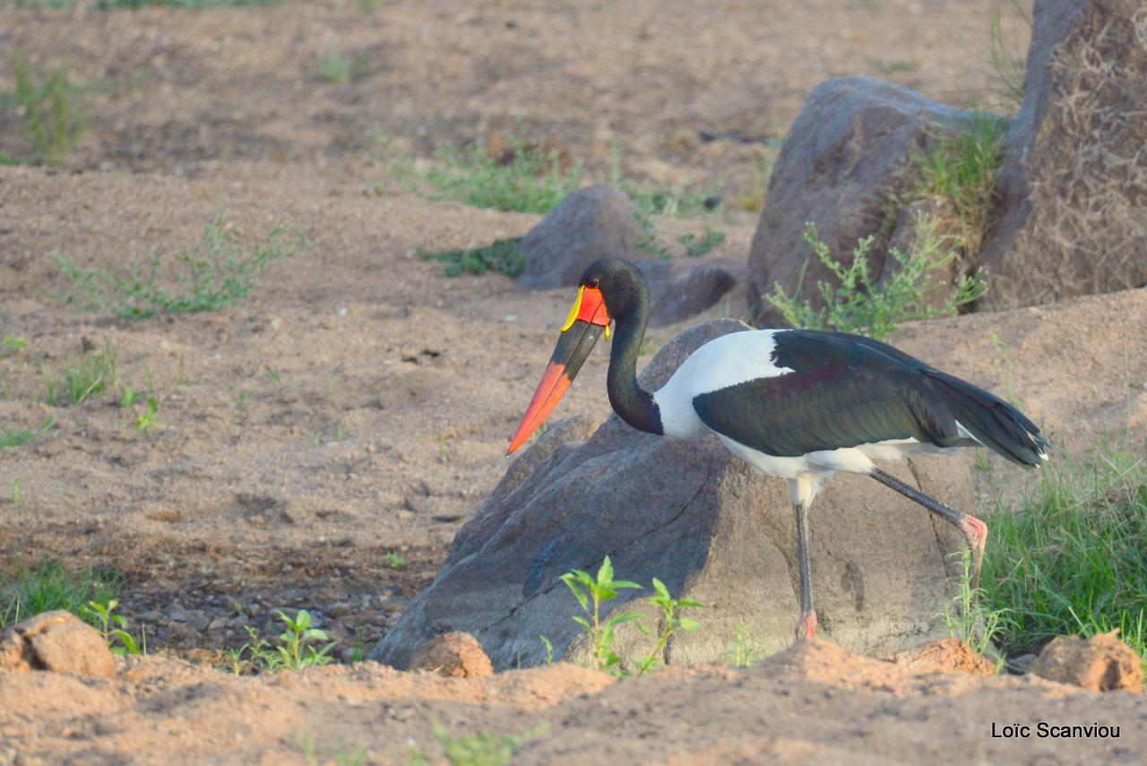 Jabiru d'Afrique/Saddle-billed Stork (6)