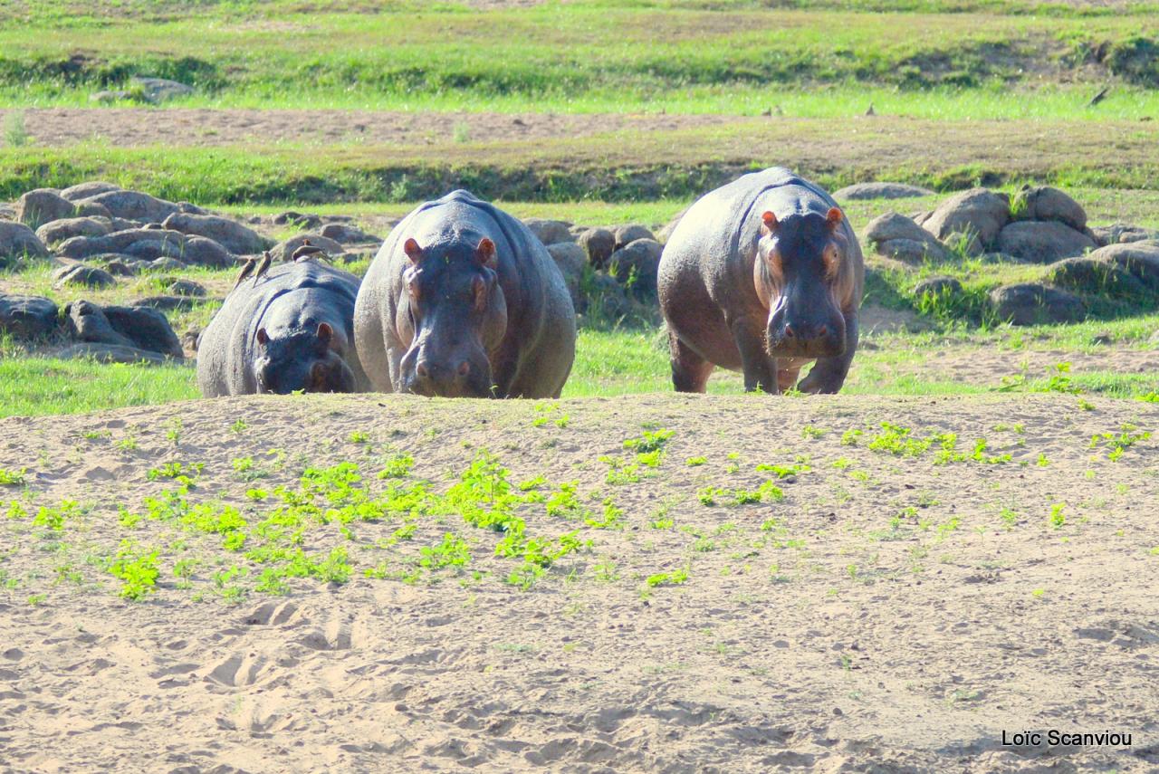 Hippopotame/Hippopotamus