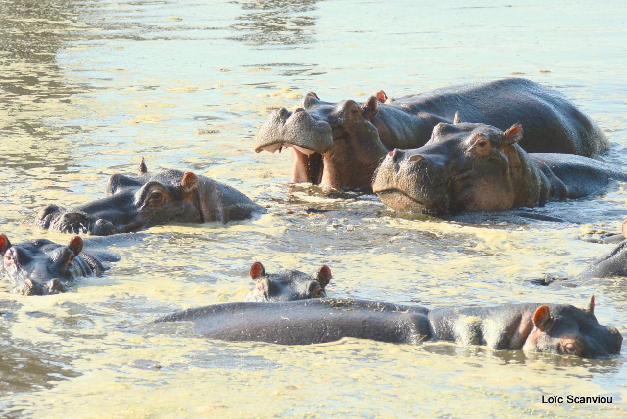 Hippopotame/Hippopotamus (14)