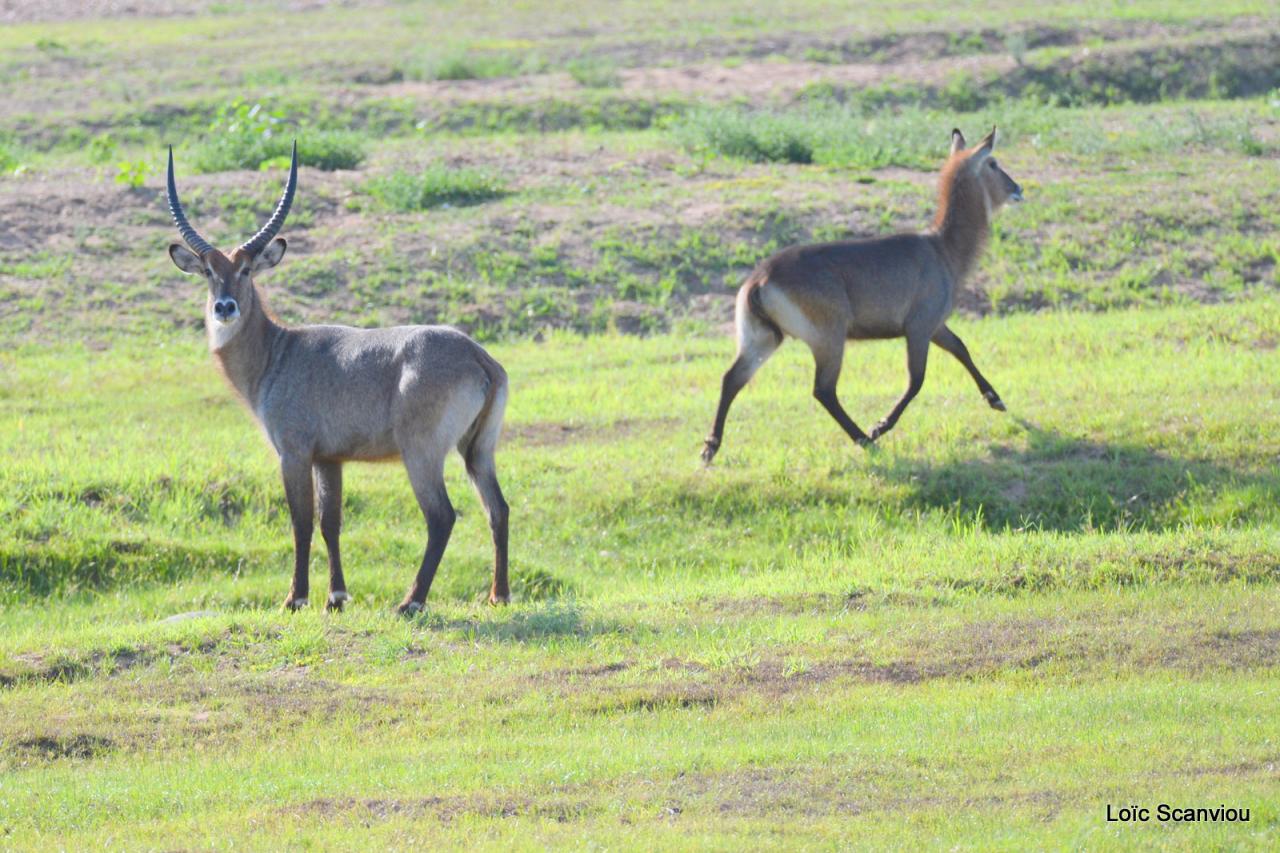 Cobe à croissant/Waterbuck (1)