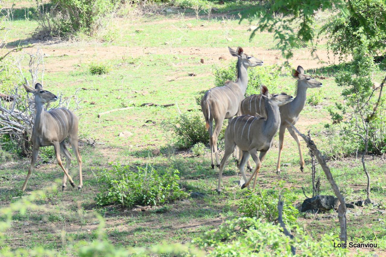 Grand koudou/Greater Kudu (10)