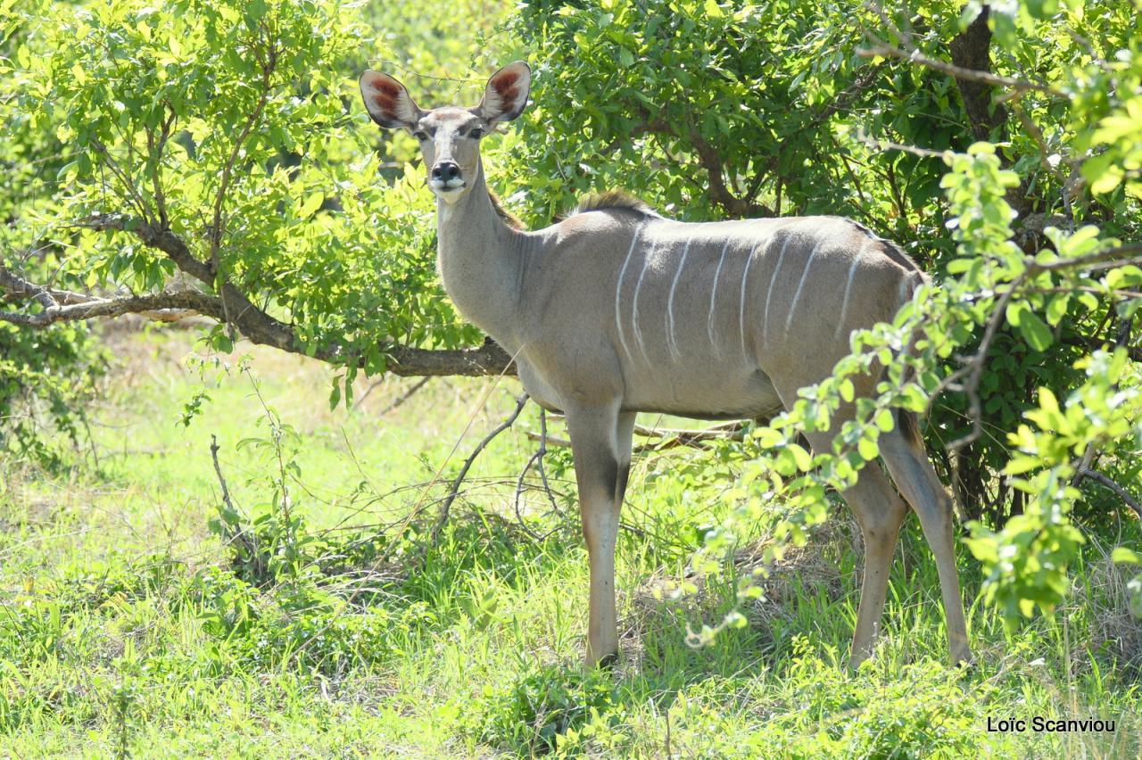 Grand koudou/Greater Kudu (11)