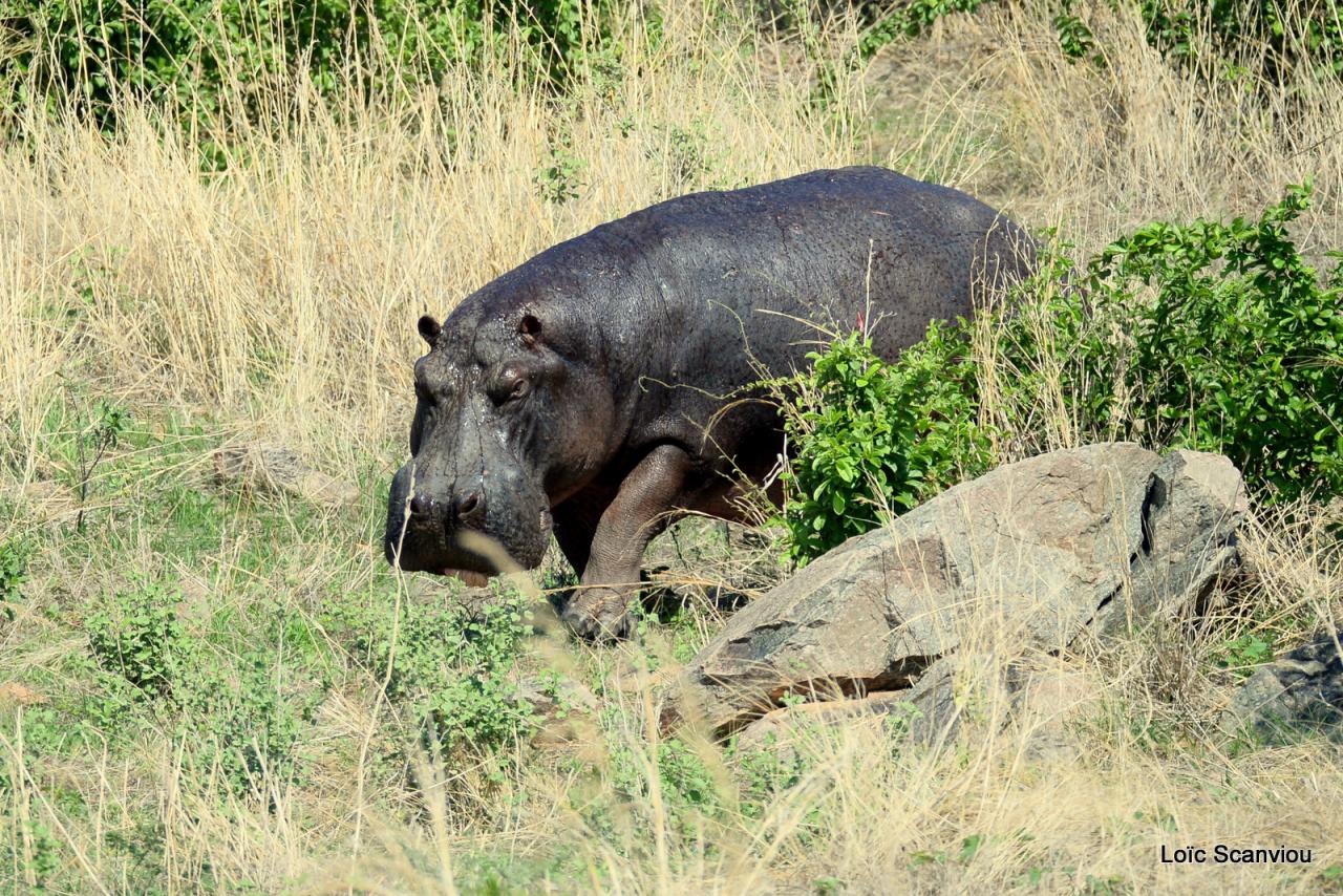Hippopotame/Hippopotamus (15)
