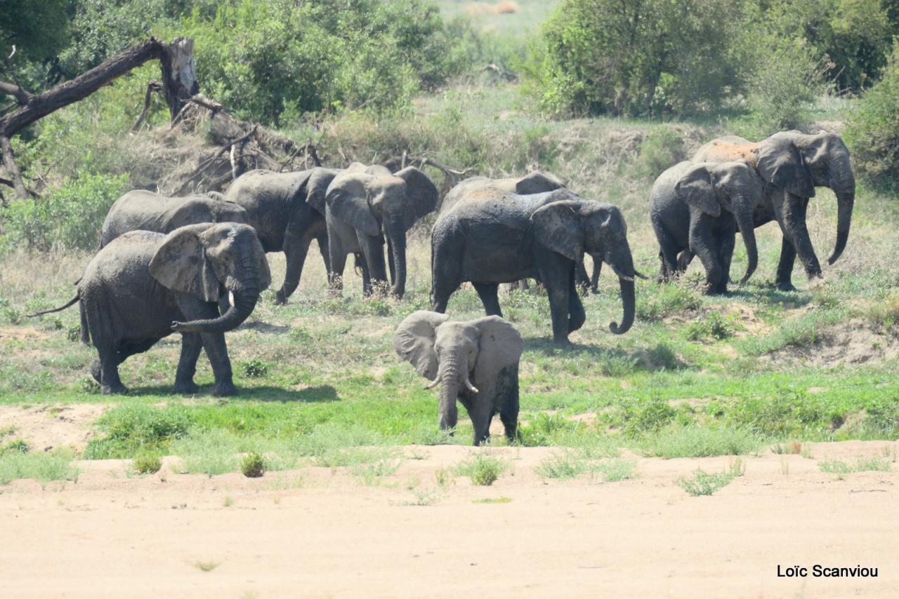 Eléphant (123)