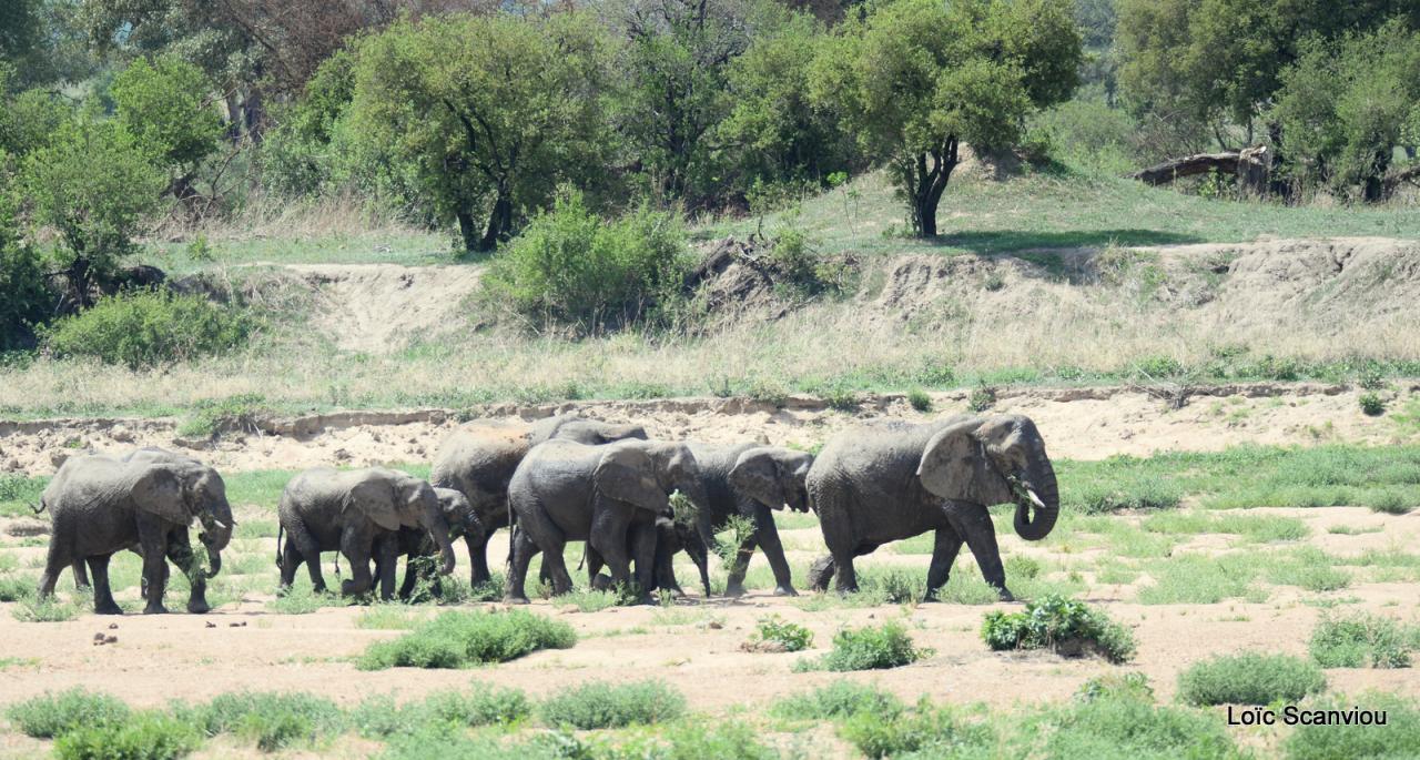 Eléphant (124)