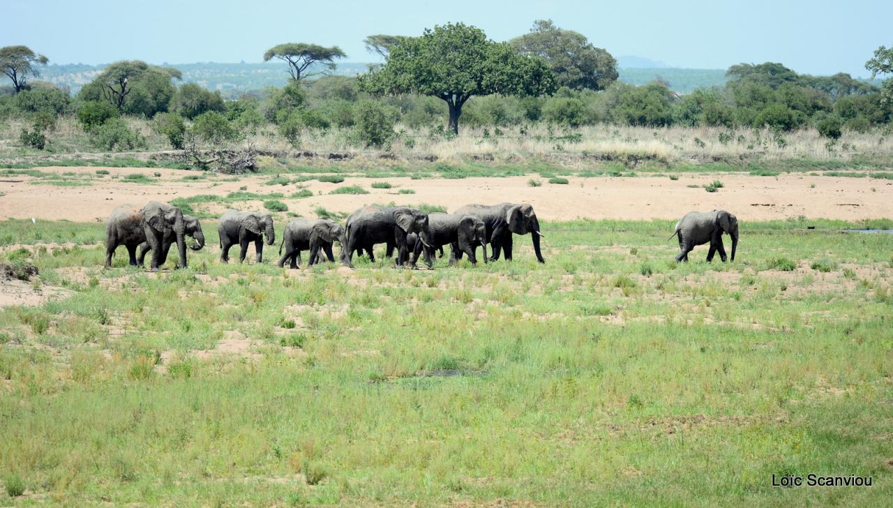 Eléphant (125)