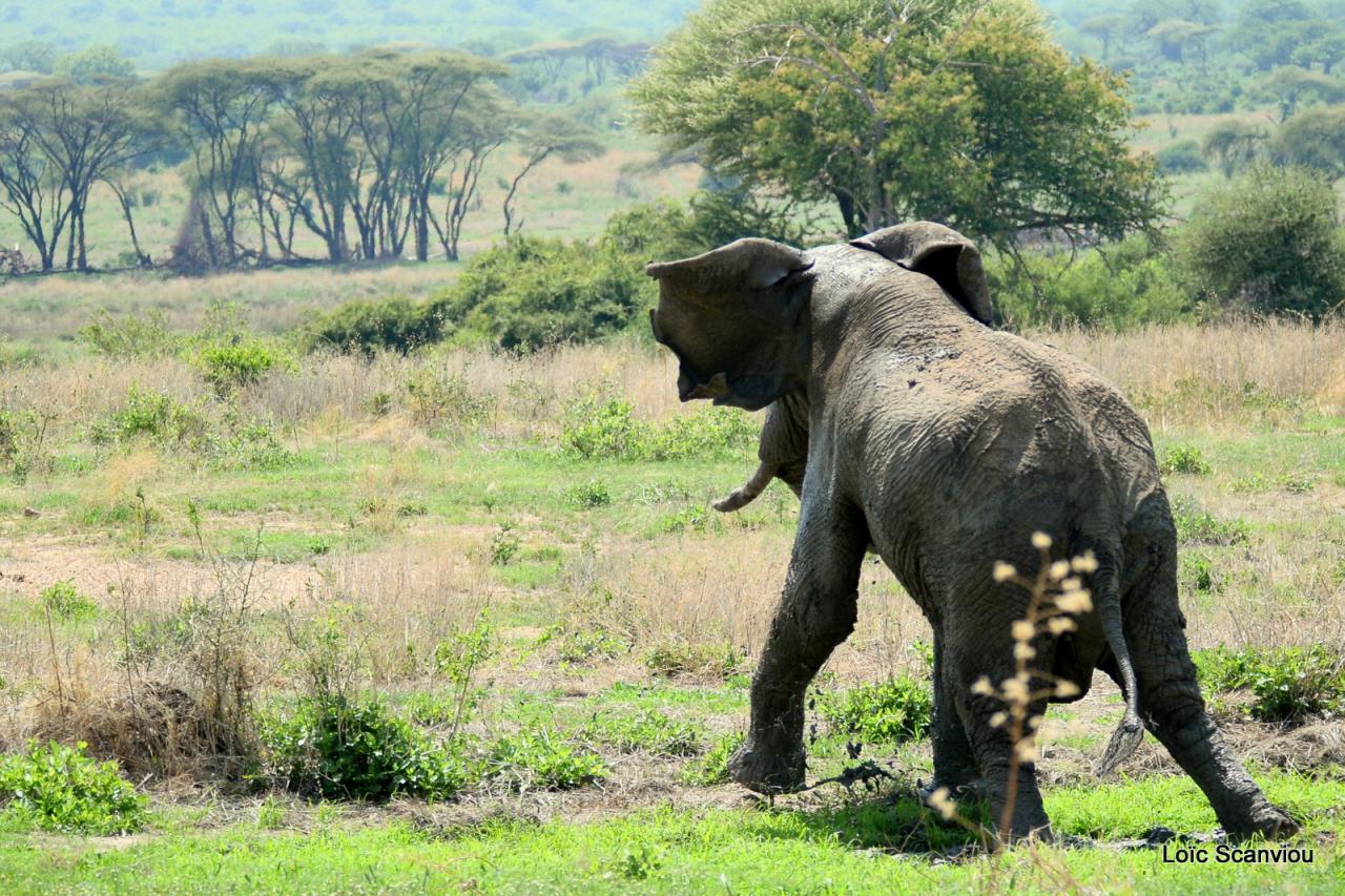 Eléphant (126)
