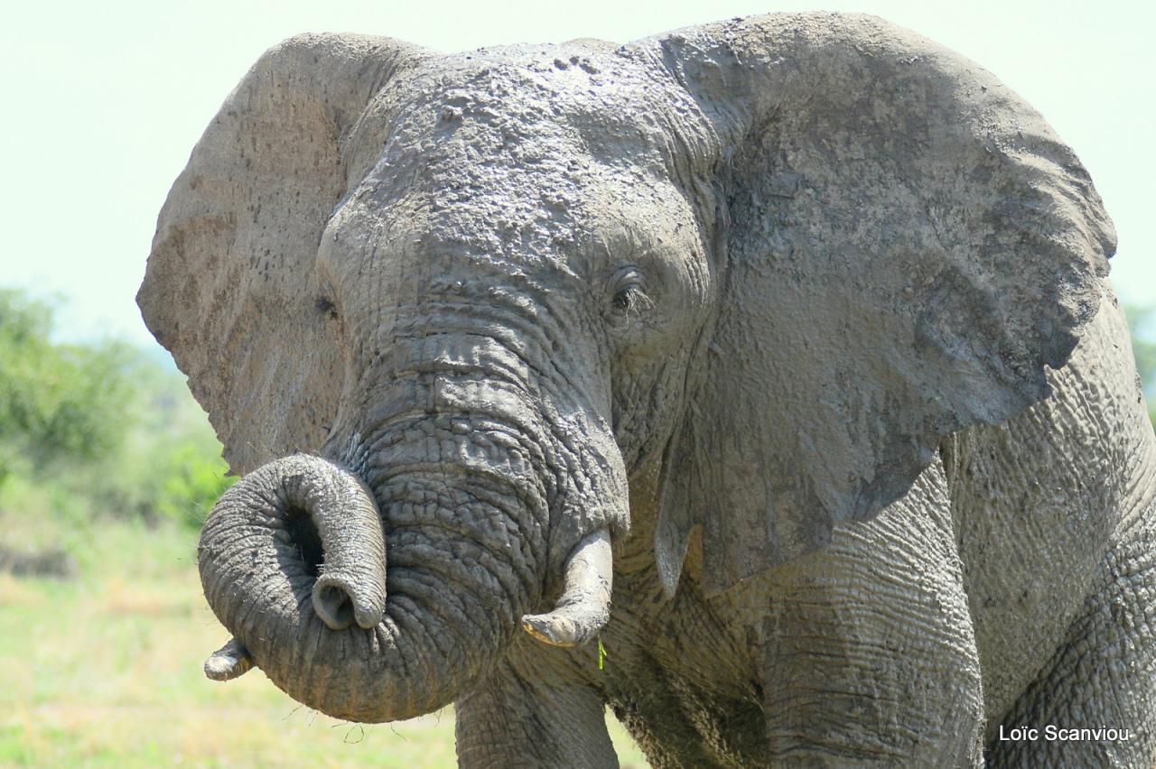 Eléphant (127)