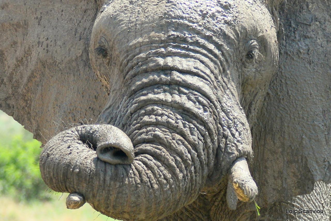 Eléphant (128)