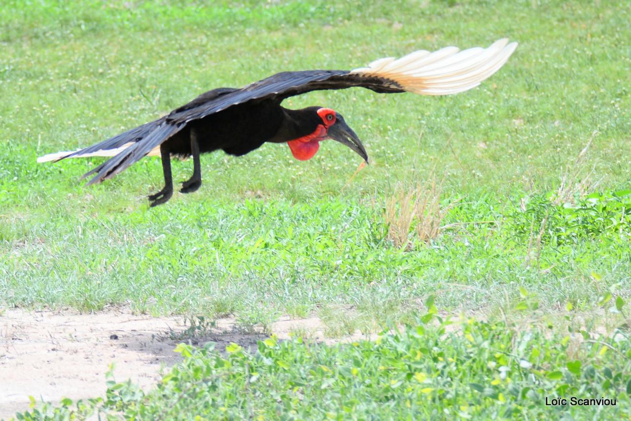 Bucorve du Sud/Ground Hornbill (2)