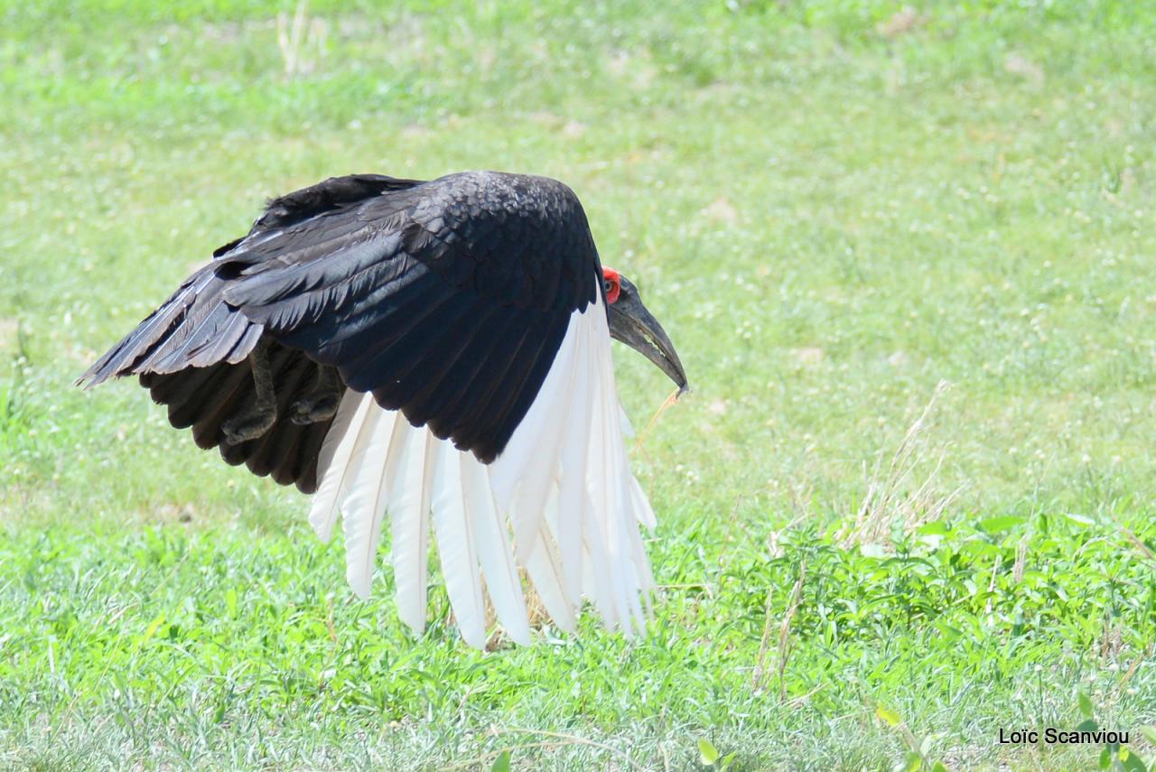 Bucorve du Sud/Ground Hornbill (3)