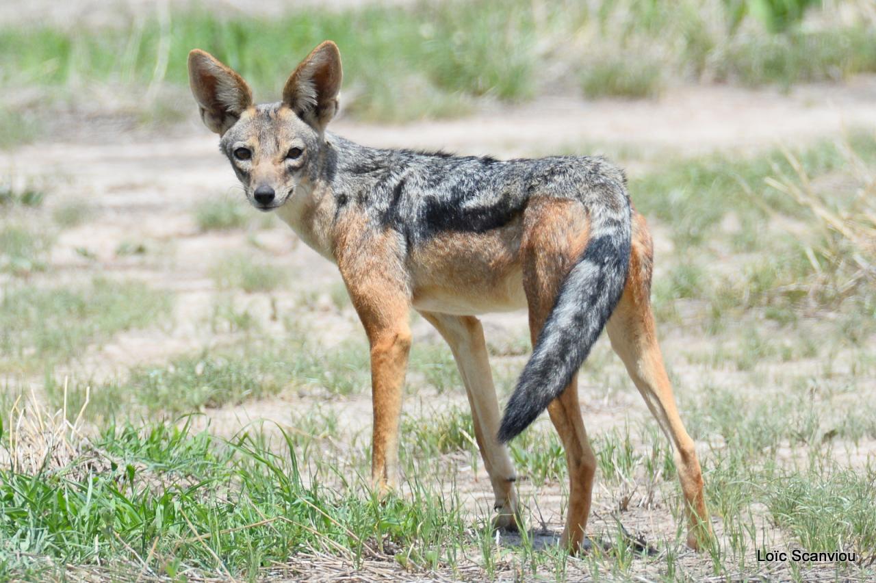 Chacal à chabraque/Black-backed Jackal (9)