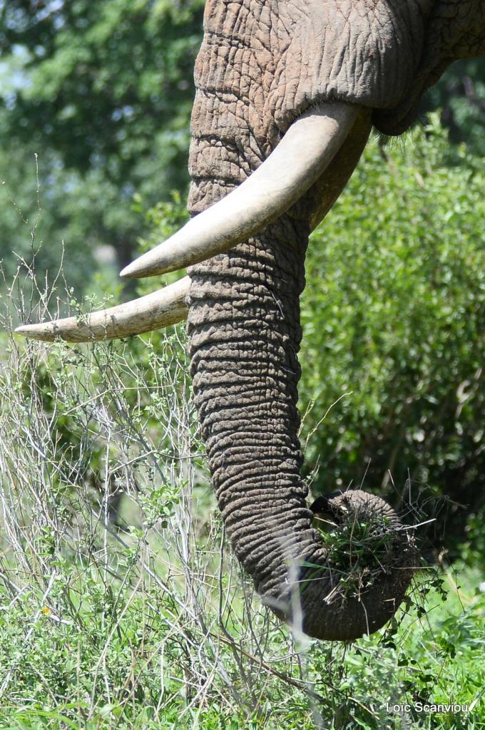Eléphant (129)