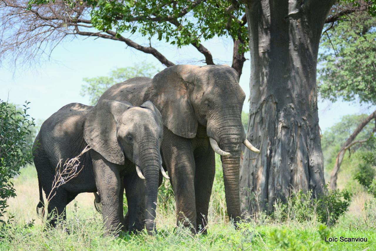 Eléphant (130)