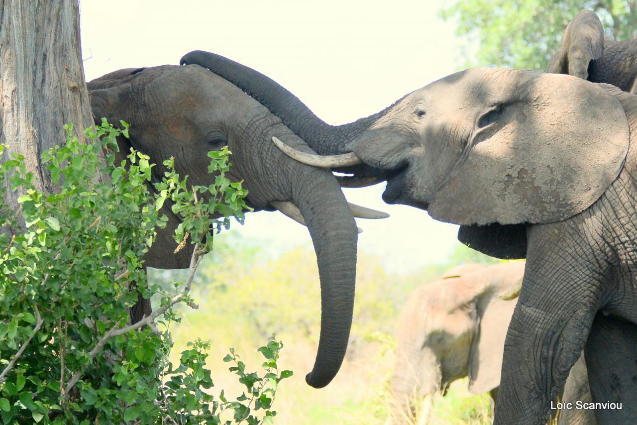 Eléphant (131)