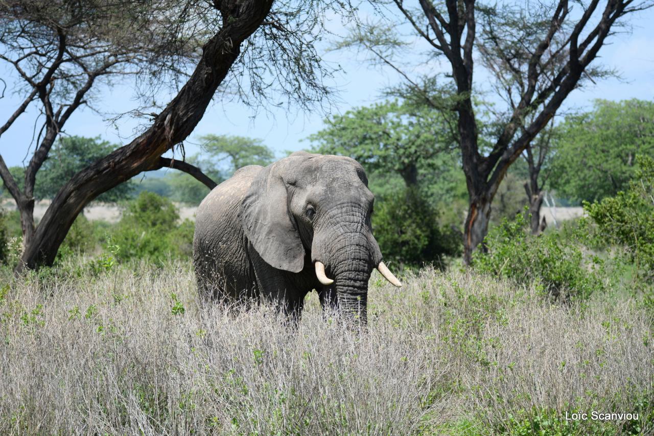 Eléphant (132)