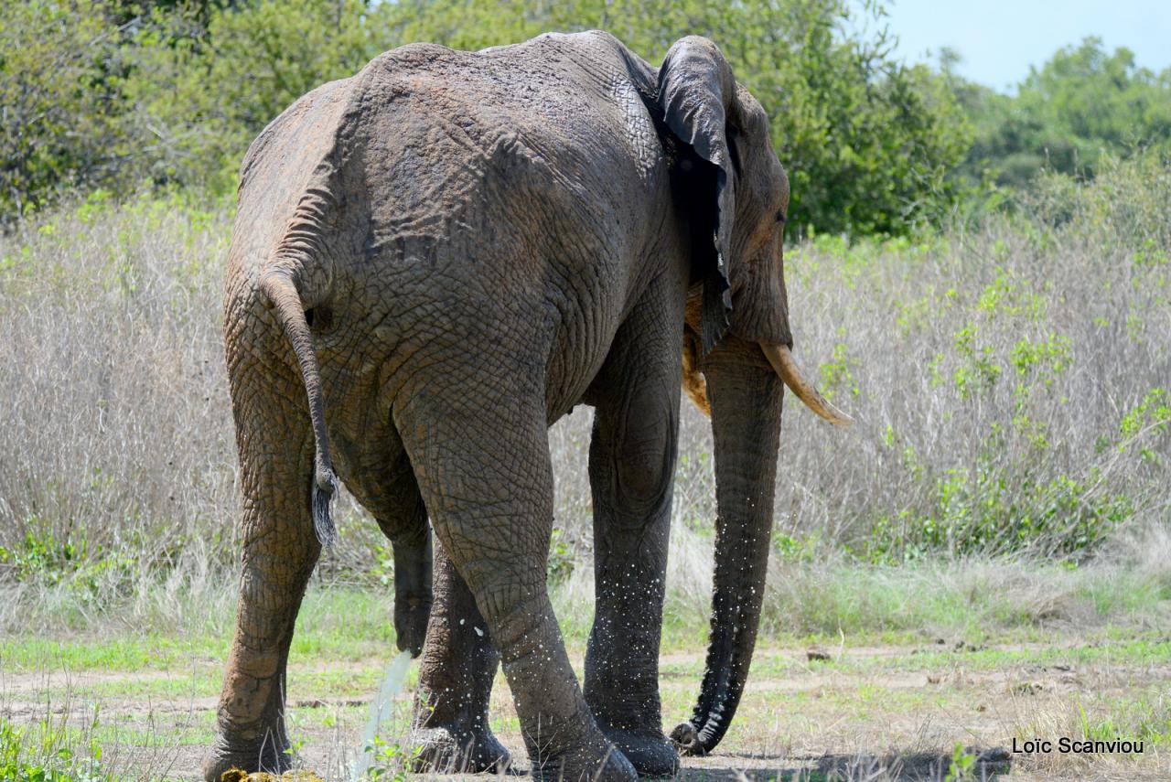 Eléphant (133)