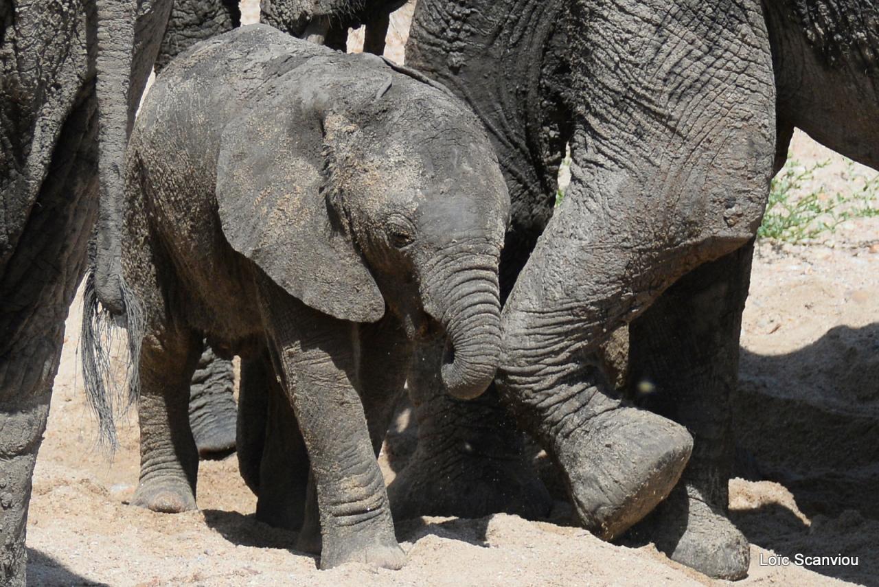 Eléphant (135)