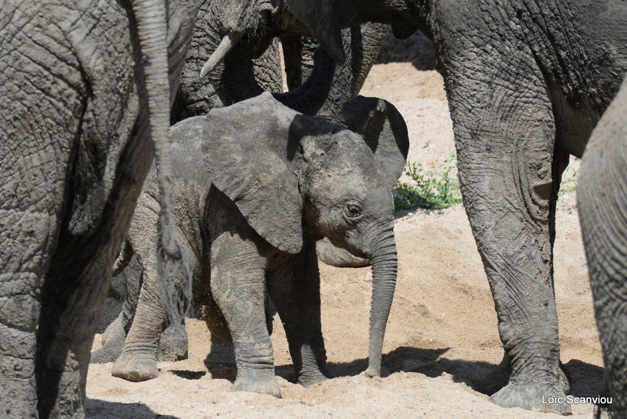Eléphant (137)