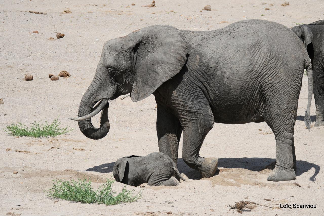 Eléphant (138)