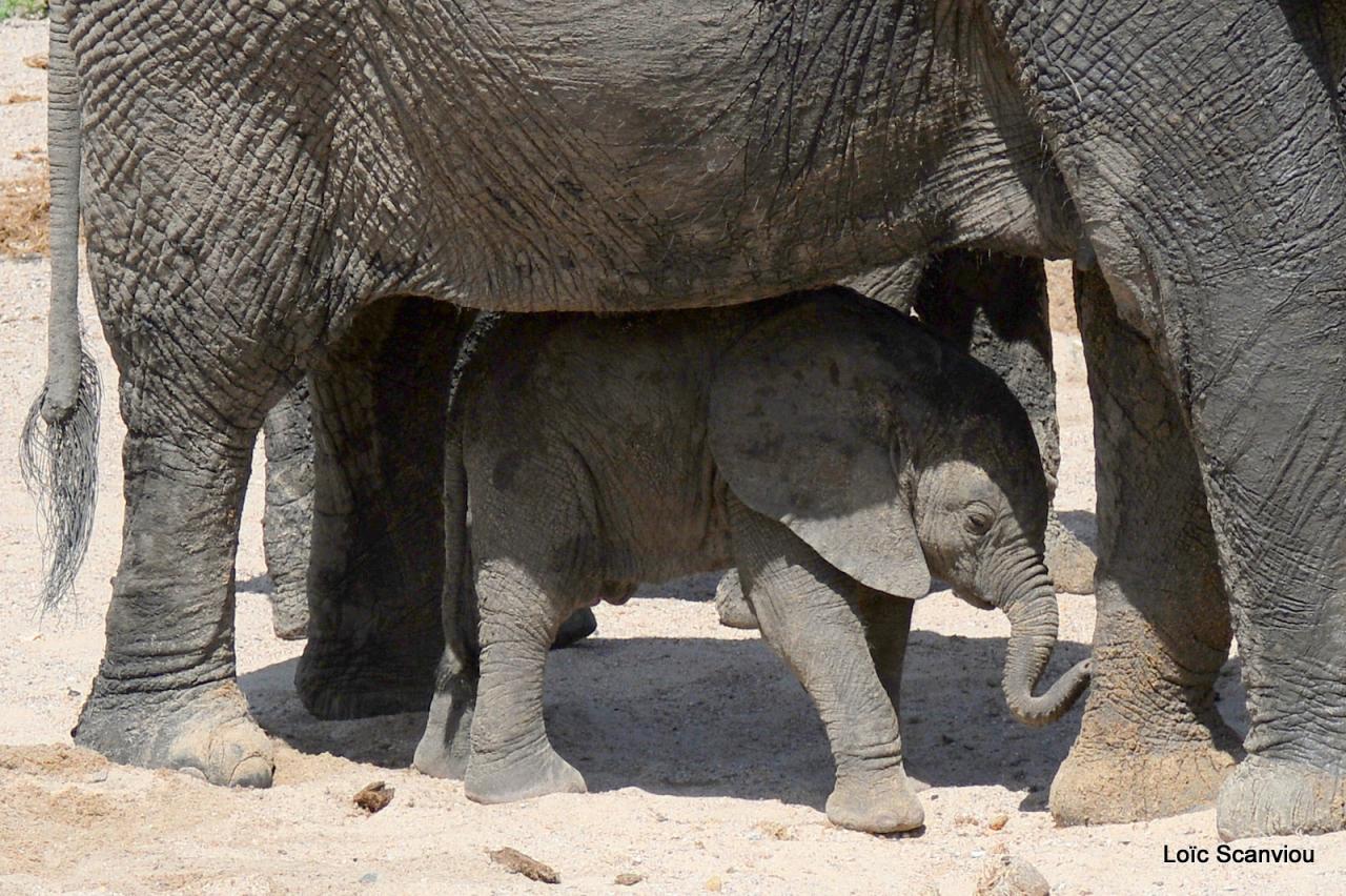 Eléphant (139)