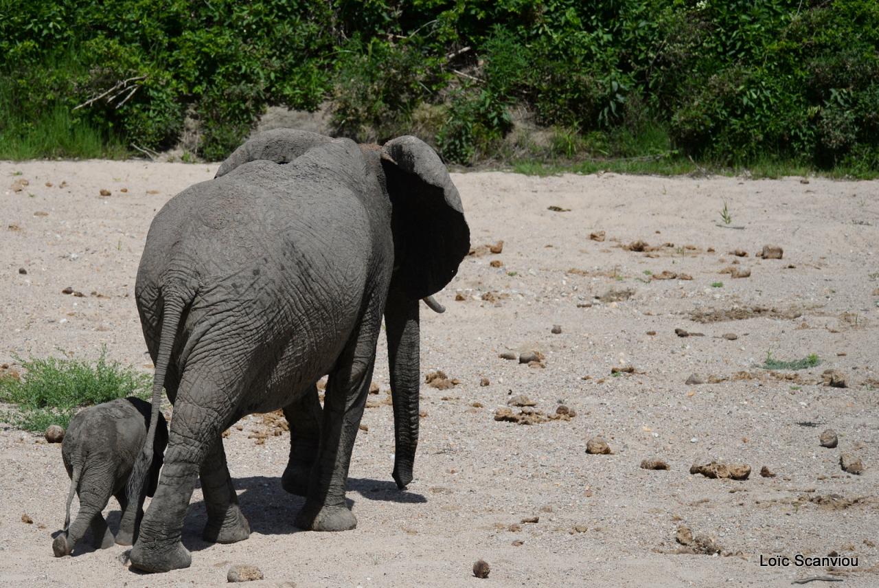 Eléphant (140)
