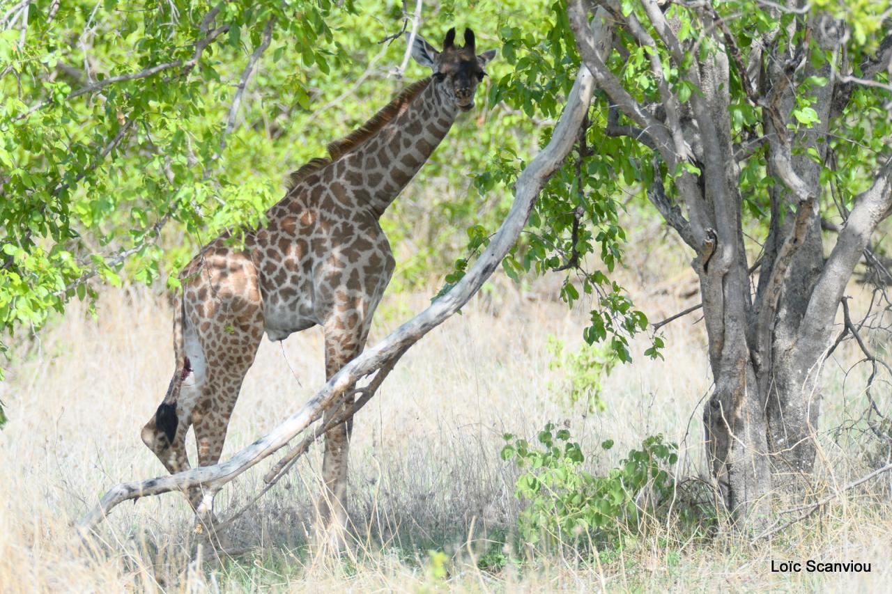 Girafe/Giraffe (14)