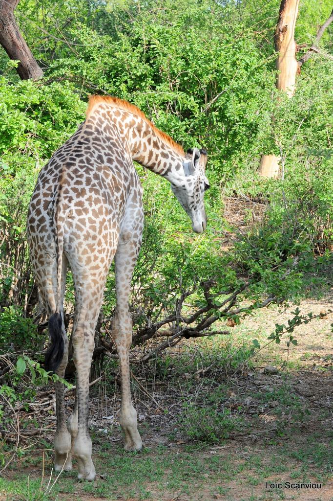 Girafe/Giraffe (15)