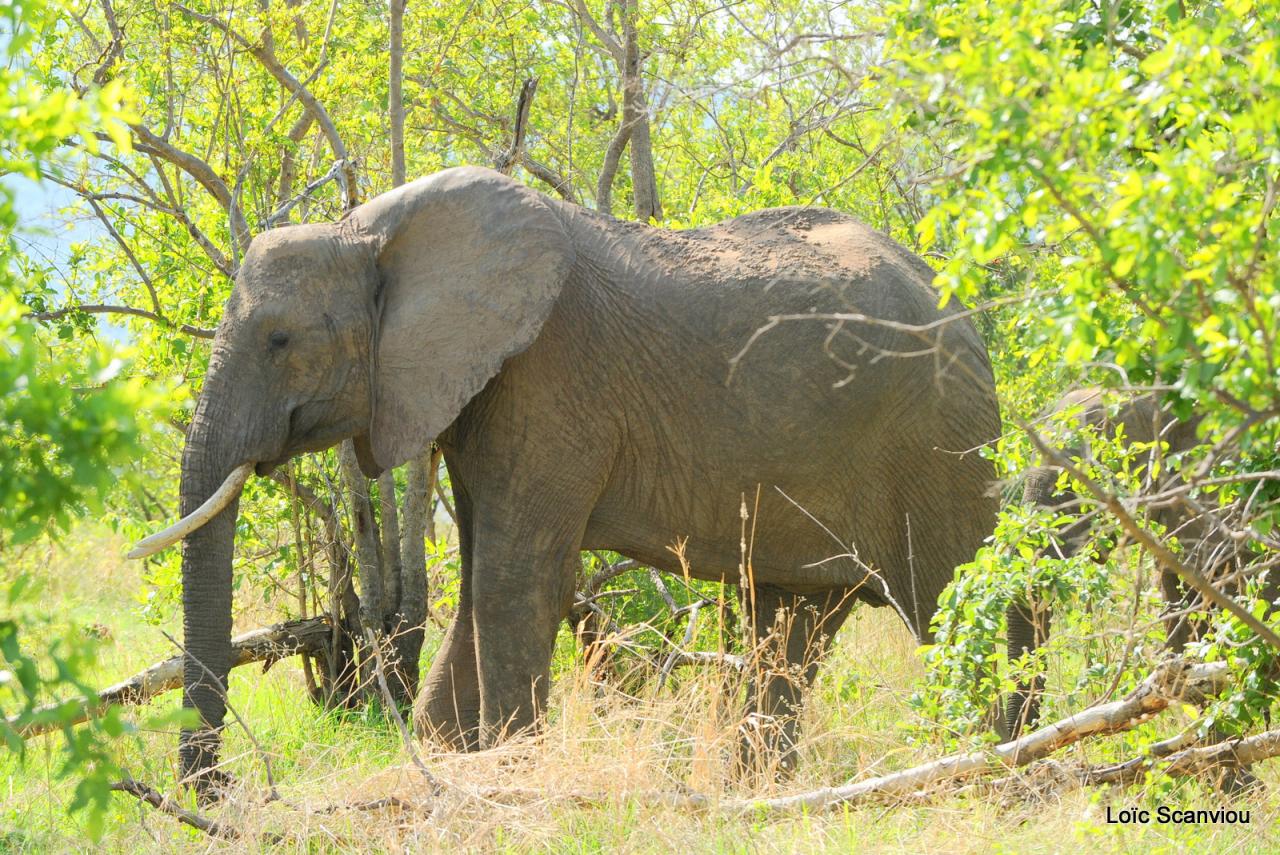 Eléphant (141)