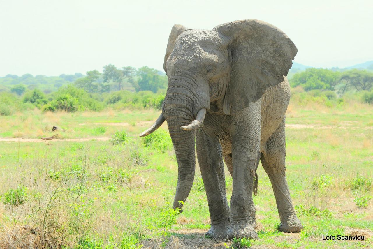 Eléphant (142)