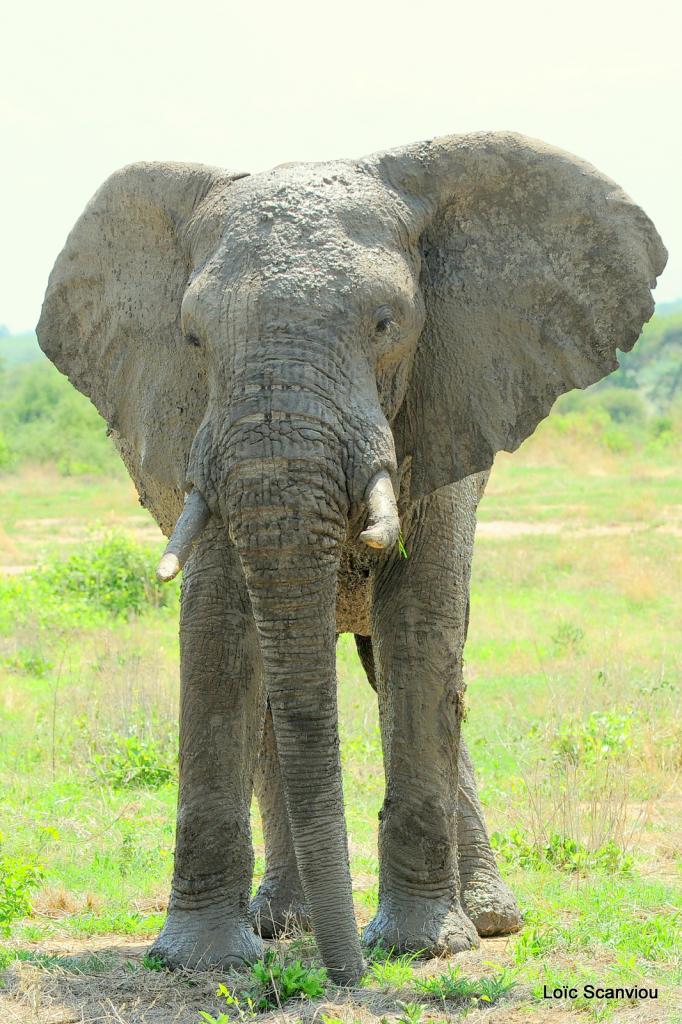 Eléphant (143)