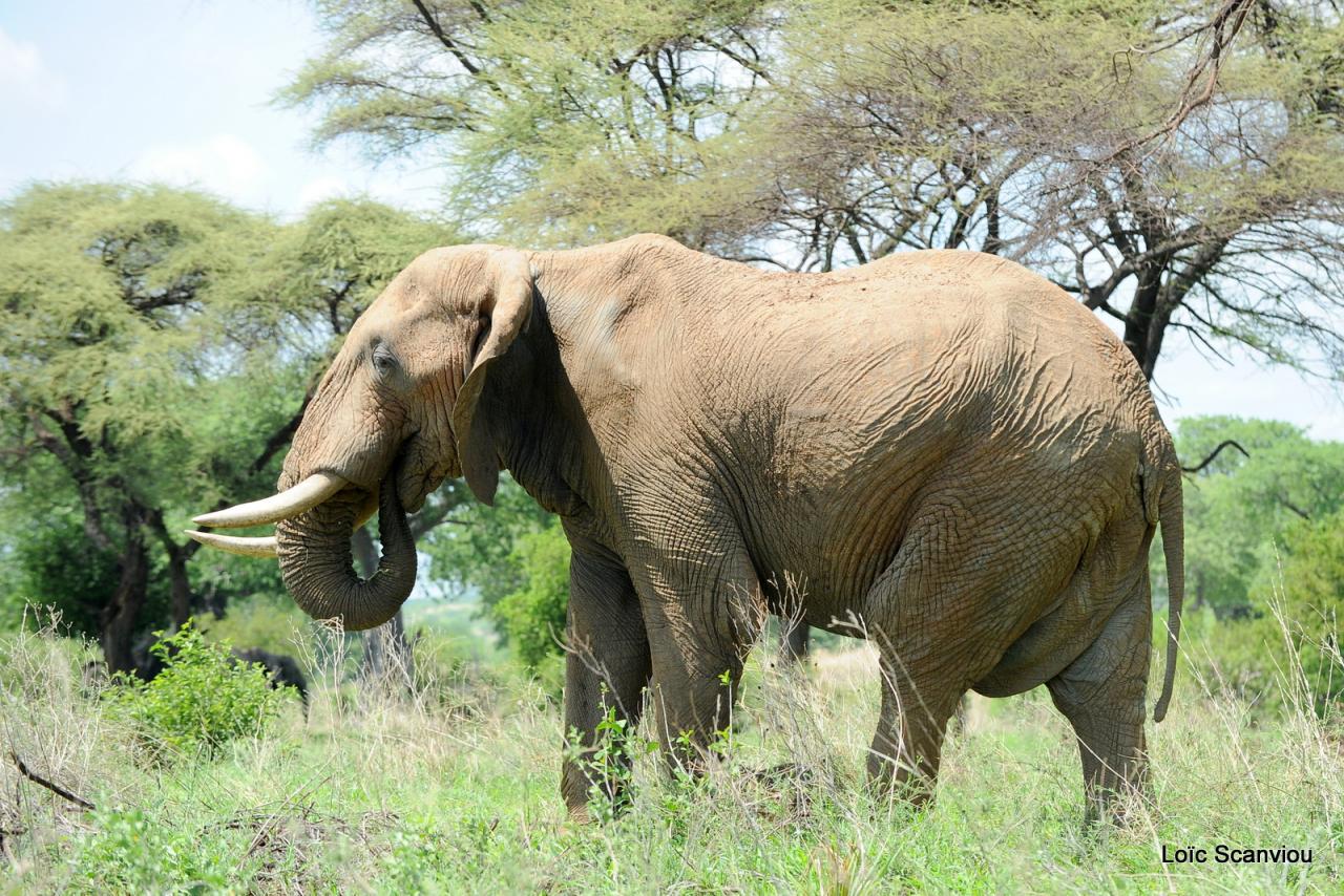 Eléphant (145)