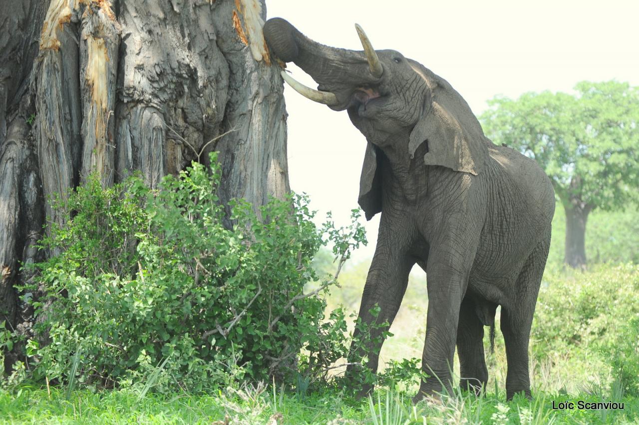 Eléphant (146)