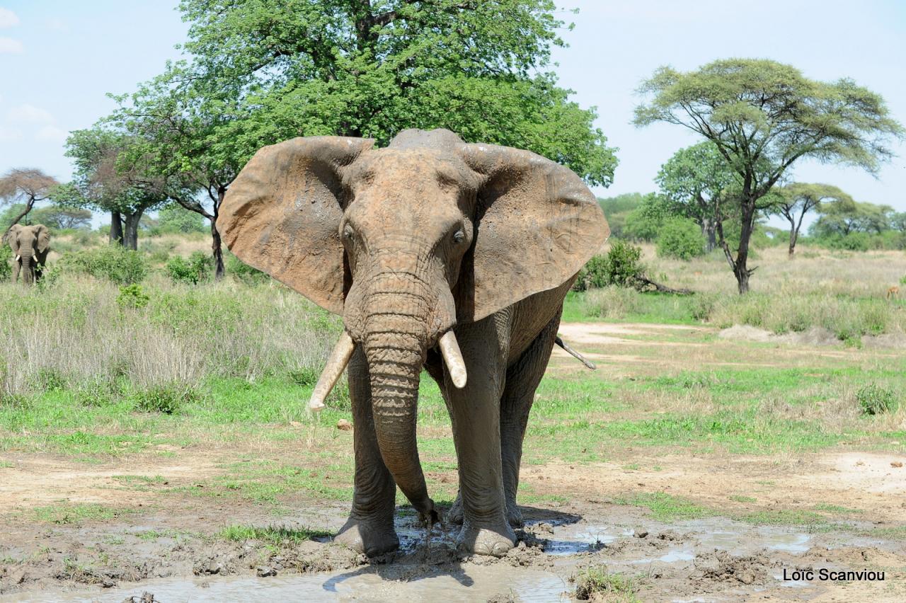 Eléphant (147)