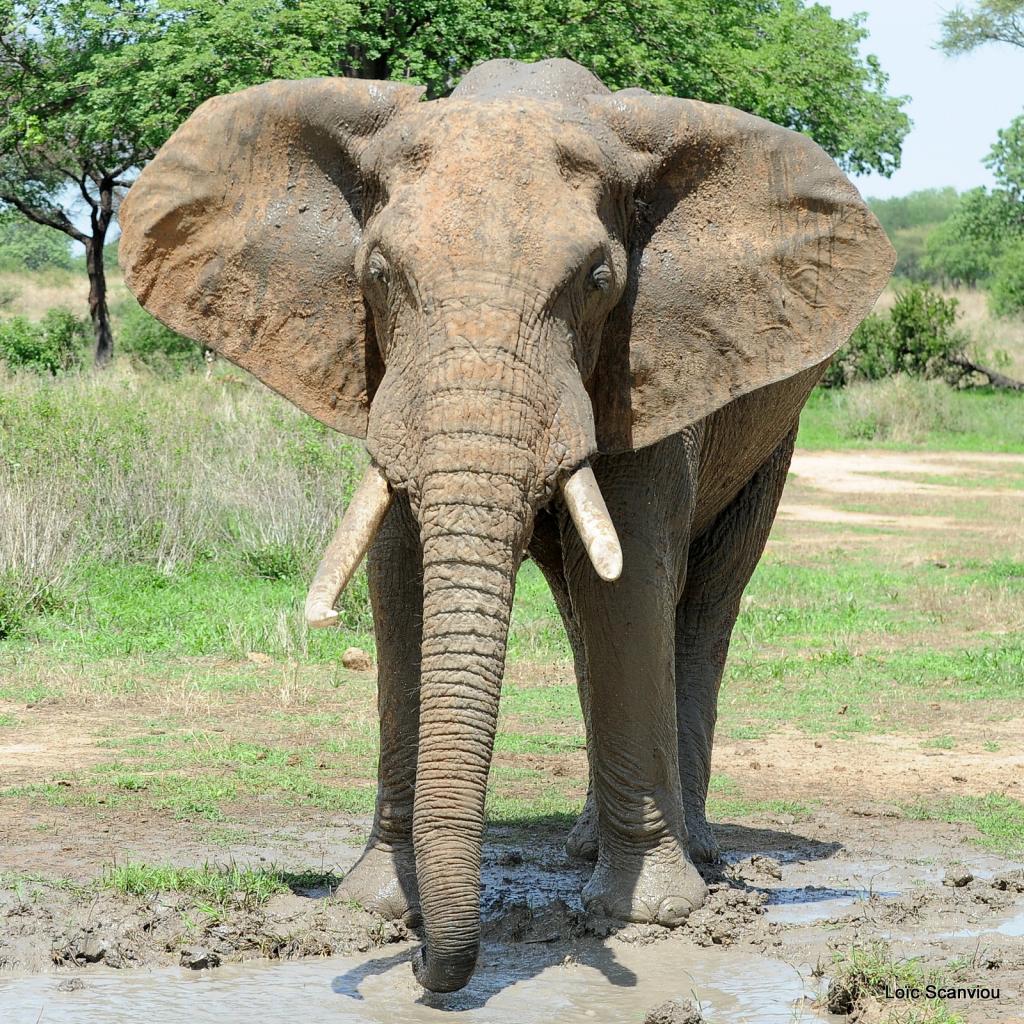 Eléphant (148)
